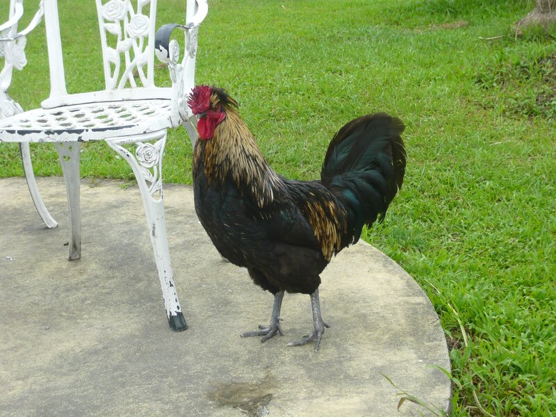 Rooster on a patio