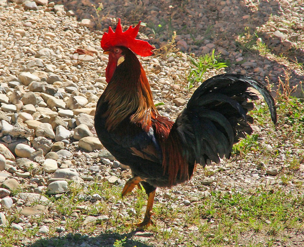 rooster on a rocky path