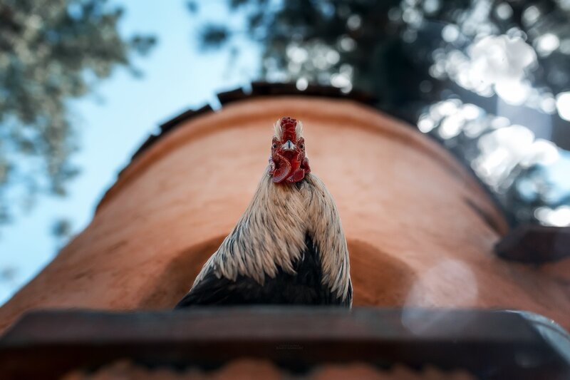 Rooster on a Roof