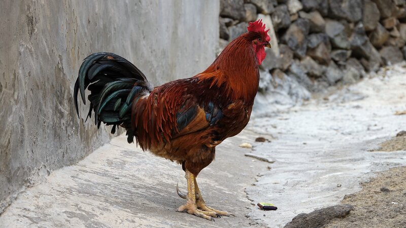 Rooster on Concrete