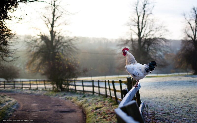 Rooster on Fence — White