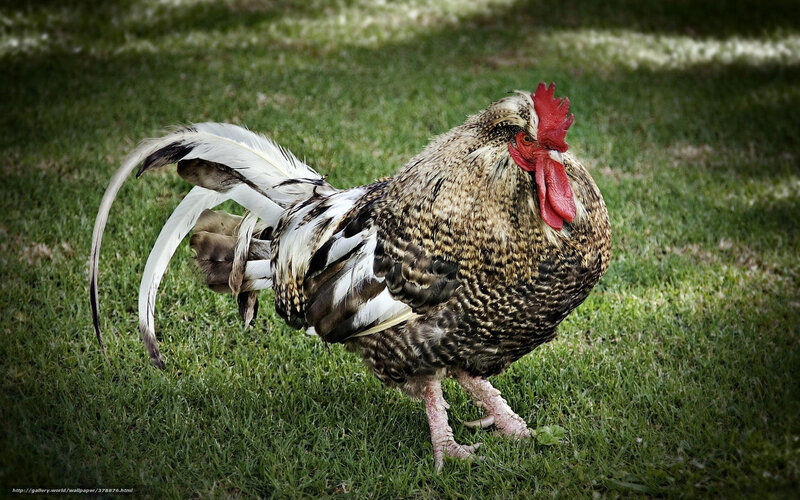 Rooster on Grass