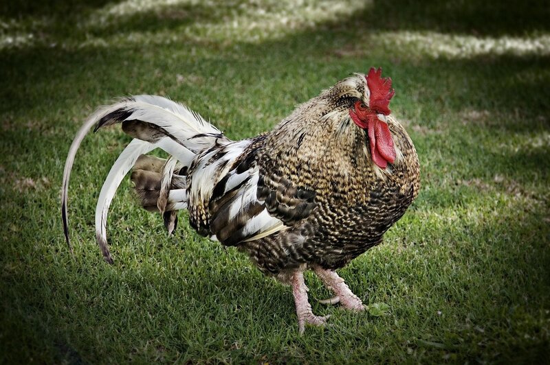 rooster on green grass