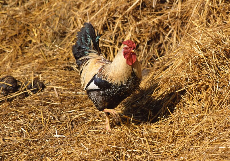 rooster on hay bale