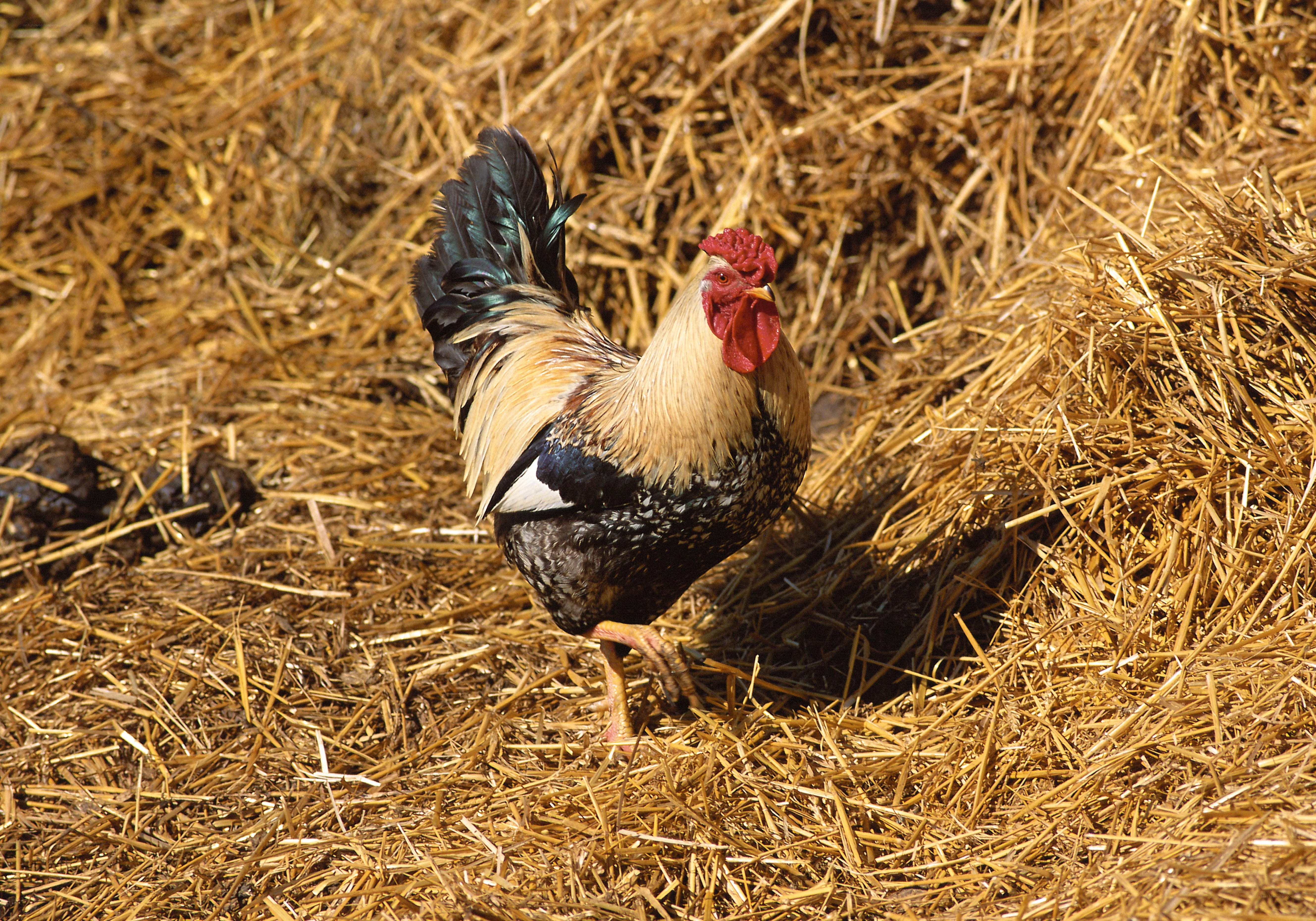 rooster on hay bale