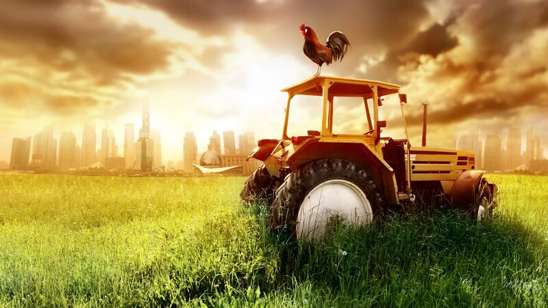 Rooster on Tractor