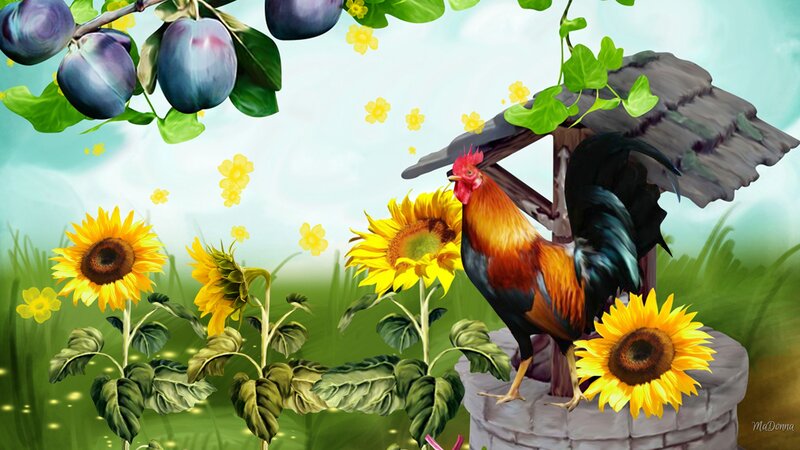 Rooster on Well