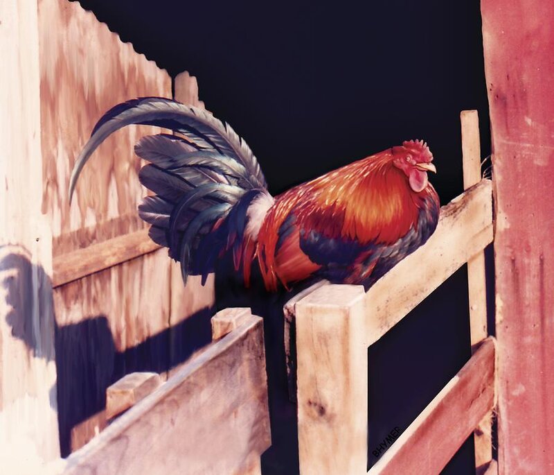 Rooster on Wooden Fence