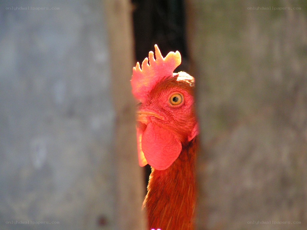 rooster peeking through a gap
