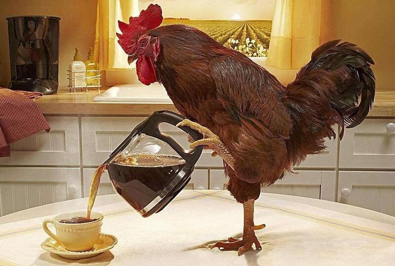 Rooster Pouring Coffee