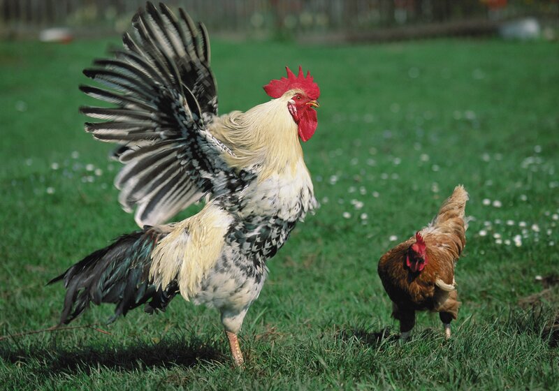 Rooster spreading wings in grass