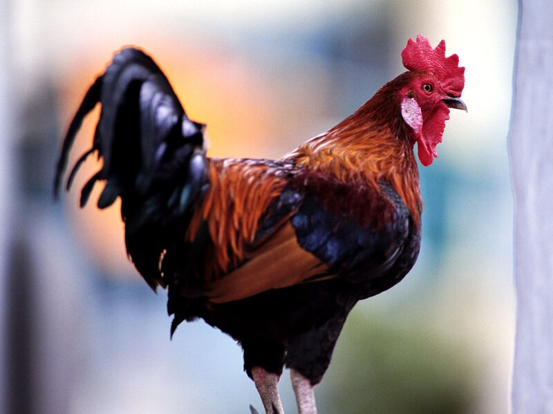 rooster standing on a perch