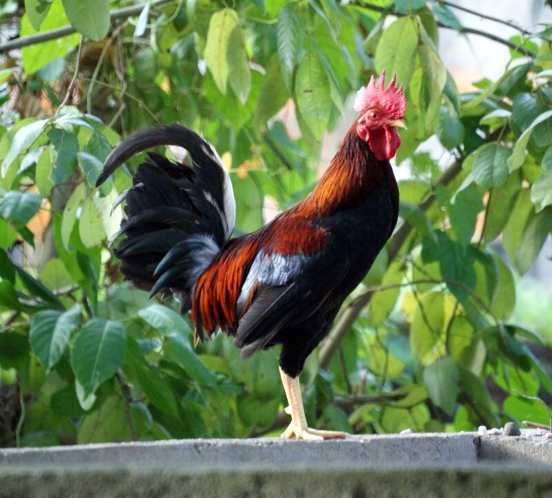 rooster standing on a wall