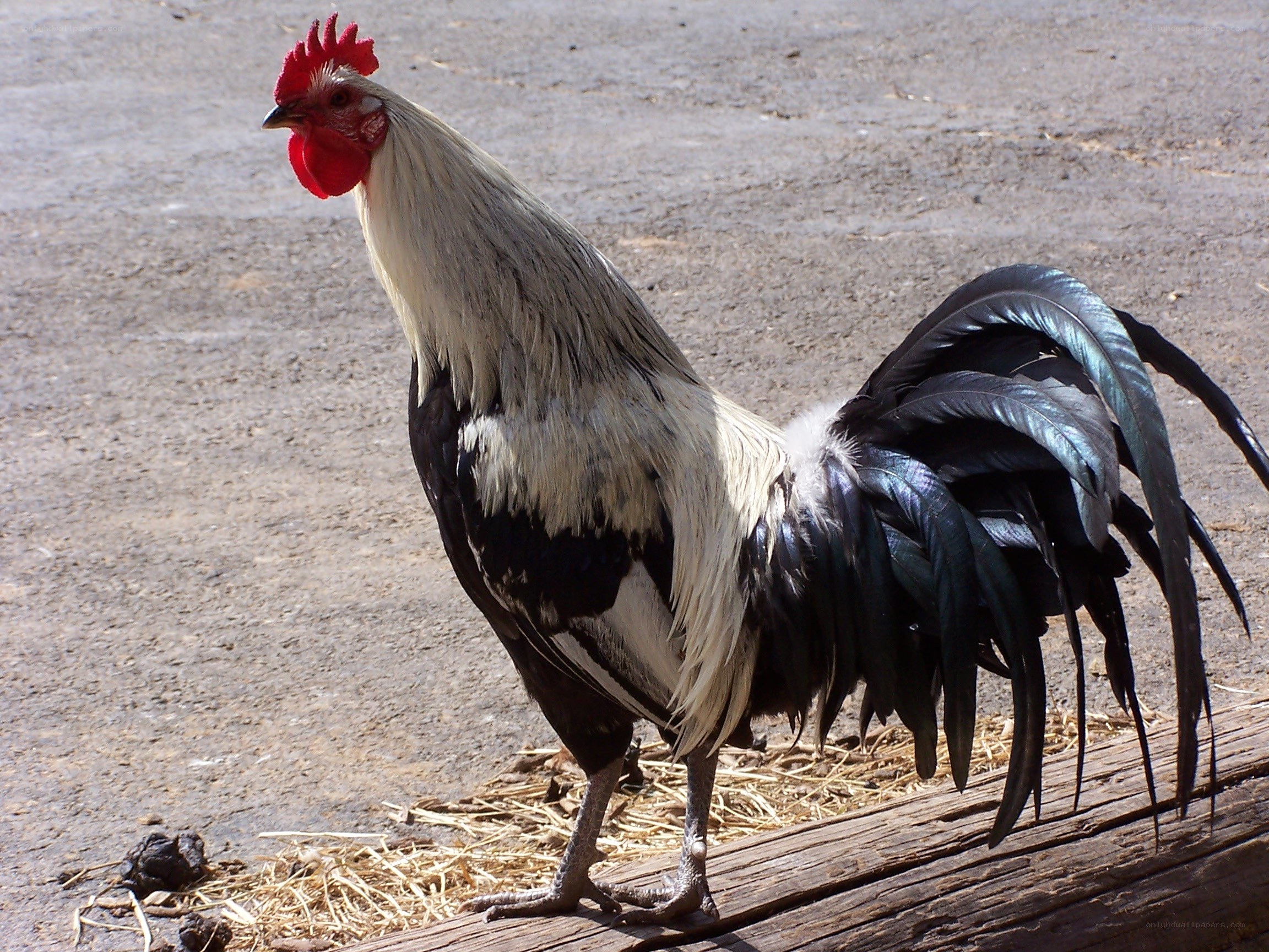 rooster standing on wooden beam