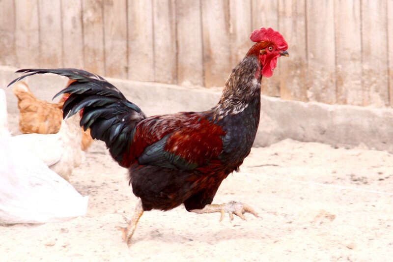 Rooster Walking in Dirt