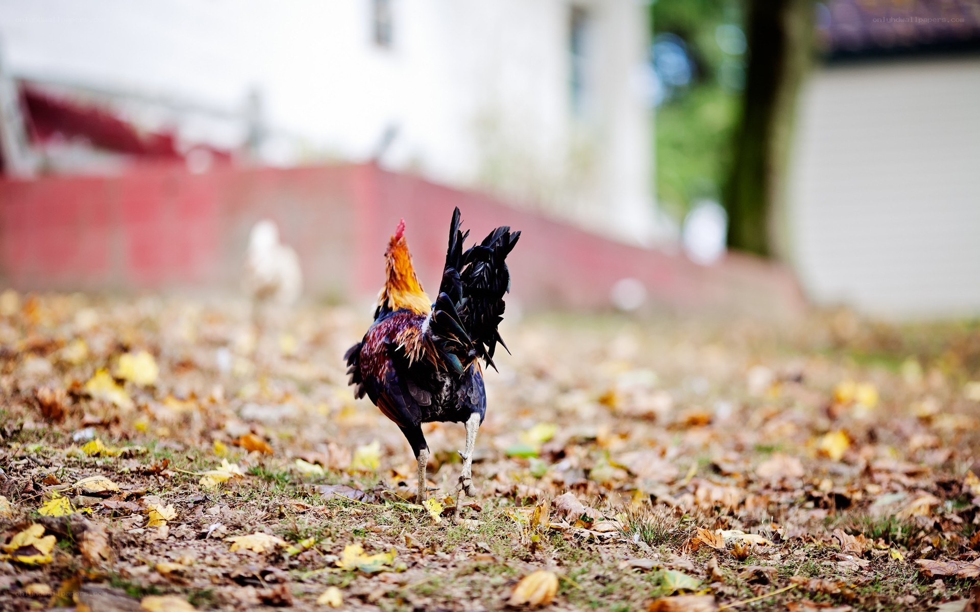 rooster walking on autumn leaves