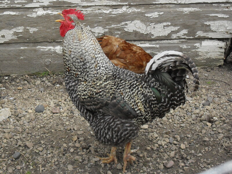 Rooster with Brown Hen