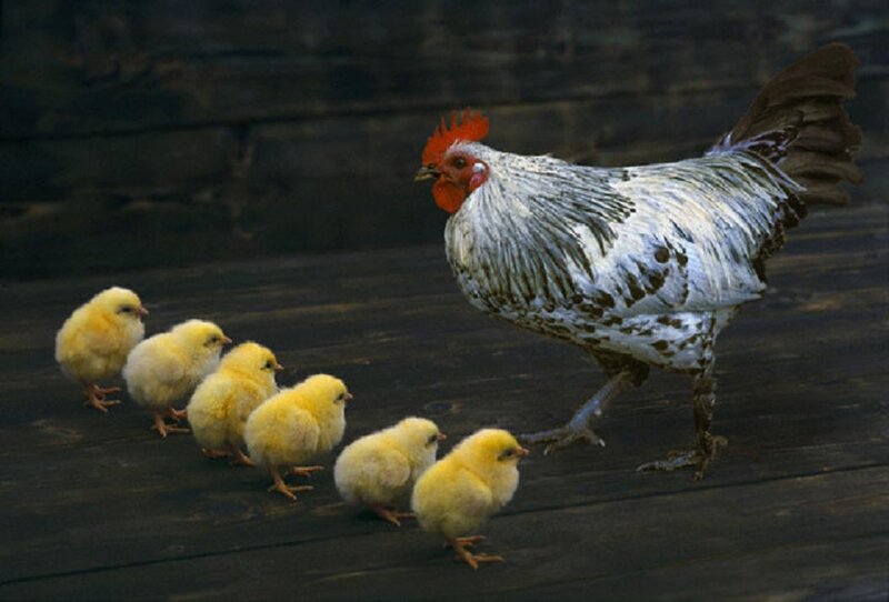 Rooster with Chicks