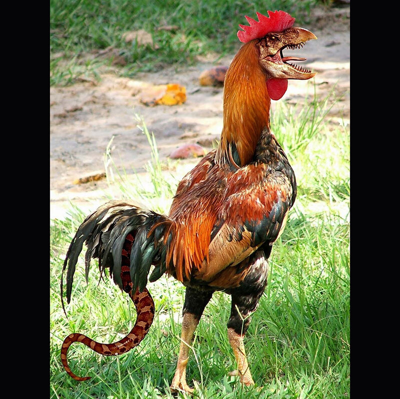 rooster with dinosaur head