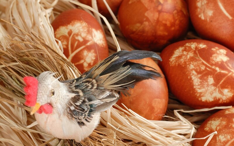 Rooster with Eggs