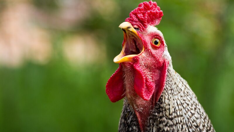 Rooster with Open Beak