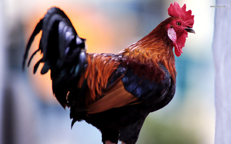 Rooster with Red Comb — Alert, Photograph