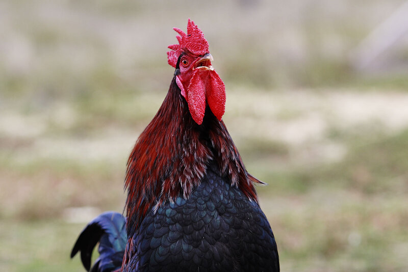 Rooster with Red Comb — Alert