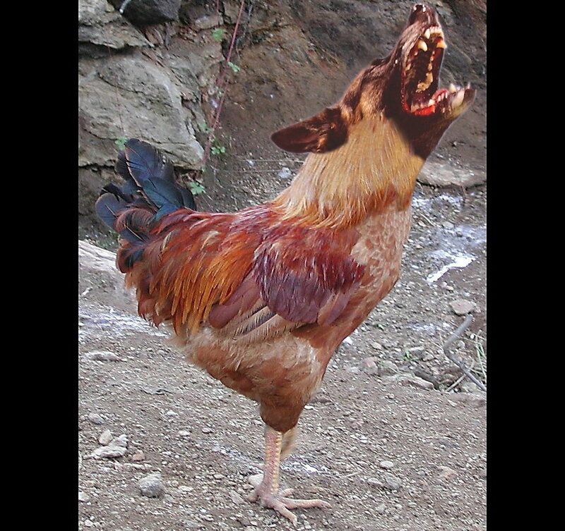 rooster with wolf head
