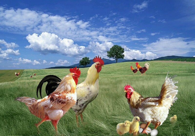 Roosters and Chicks in Field — Green
