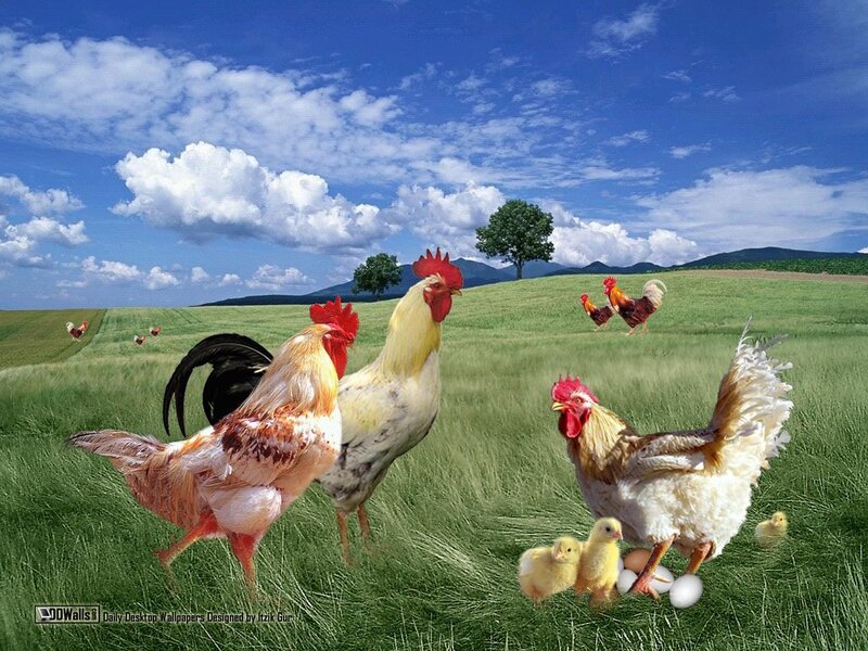 Roosters and Chicks in Field
