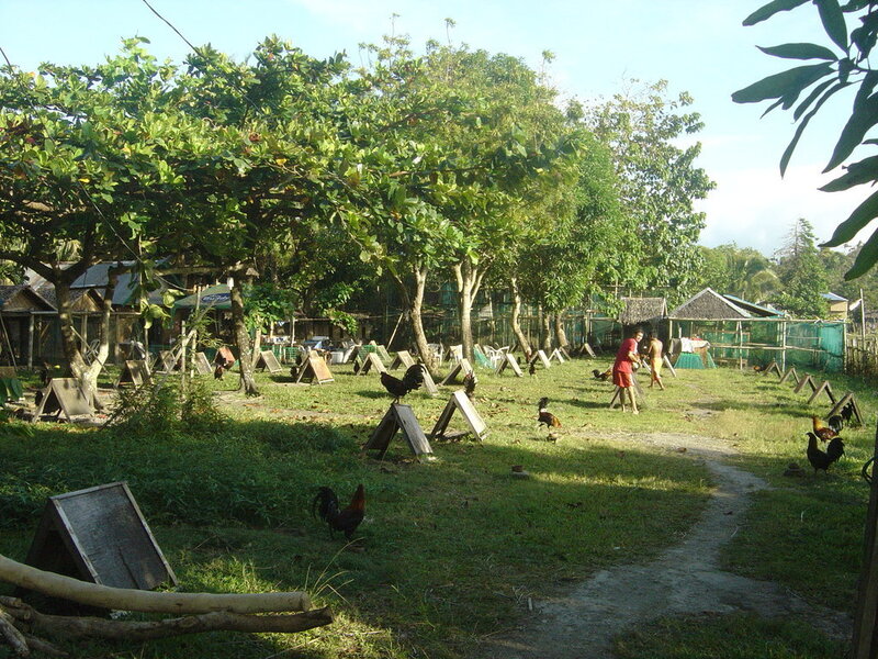 Roosters in a rural enclosure
