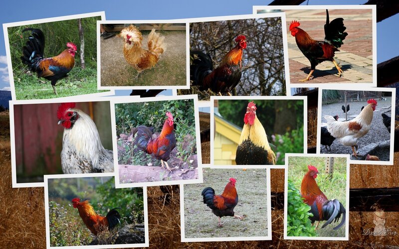 Roosters in Various Poses