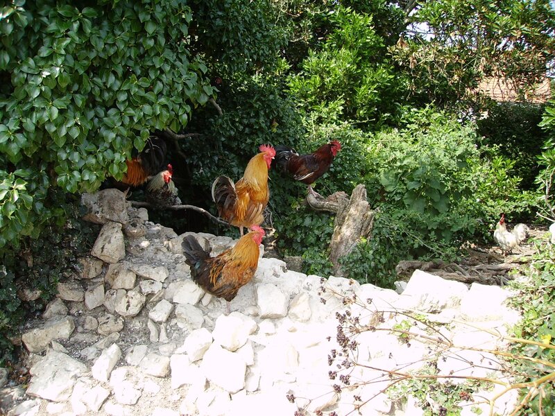 Roosters on Stone Wall