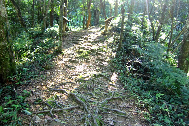 Root-covered Forest Path — Green