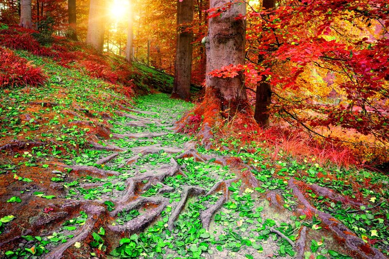 Root-covered Forest Path — Red