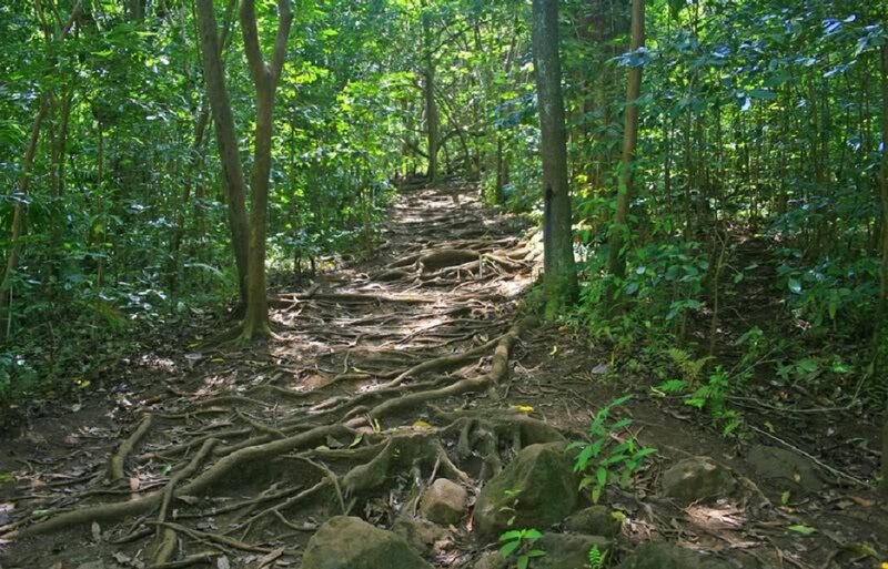 Root-covered Forest Path