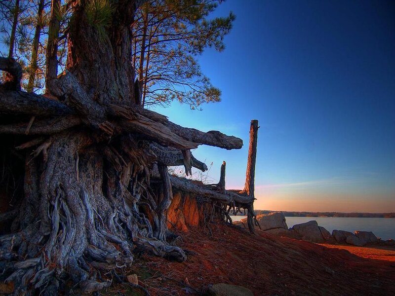 Rooted tree by the lake at sunset