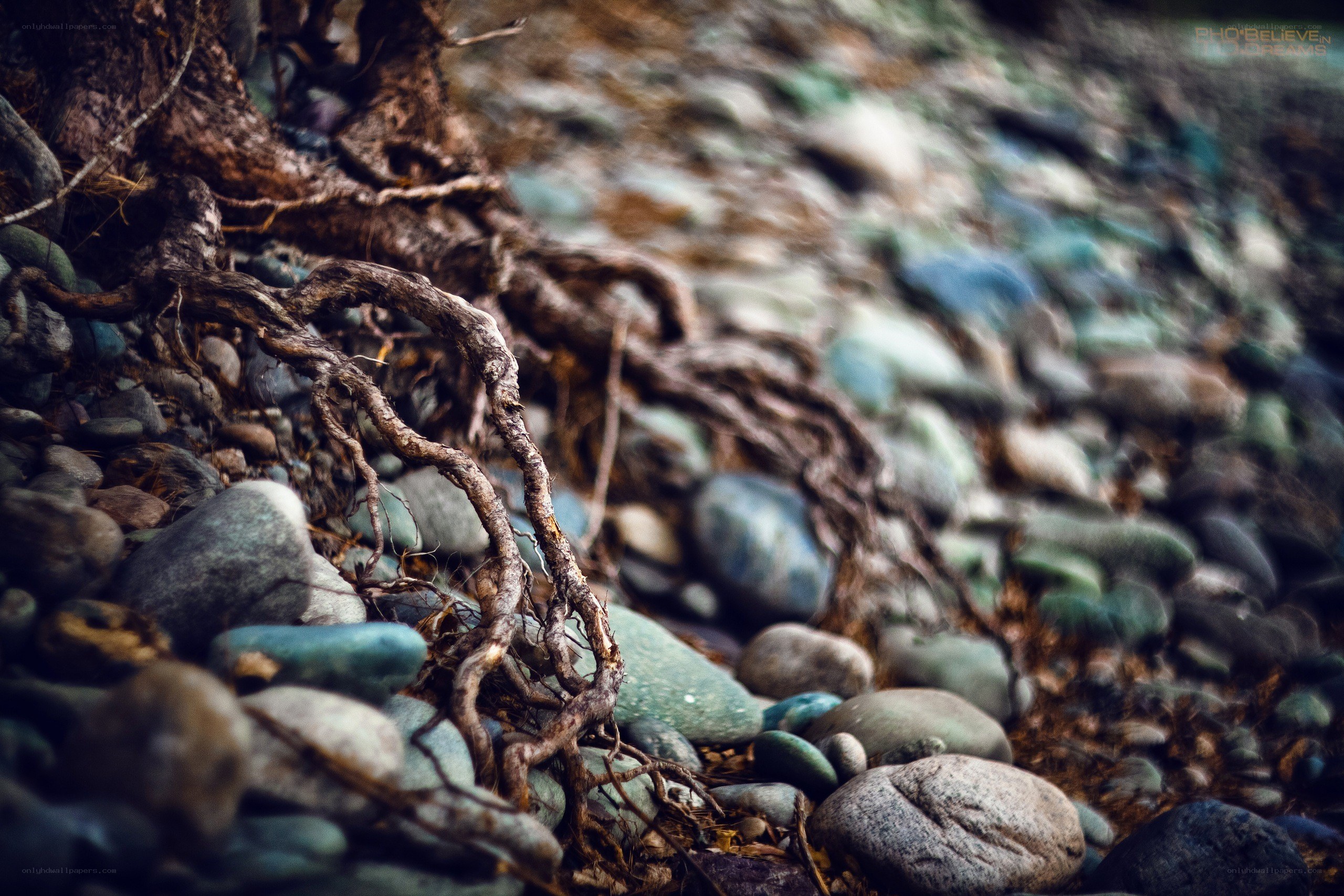 Roots among river stones