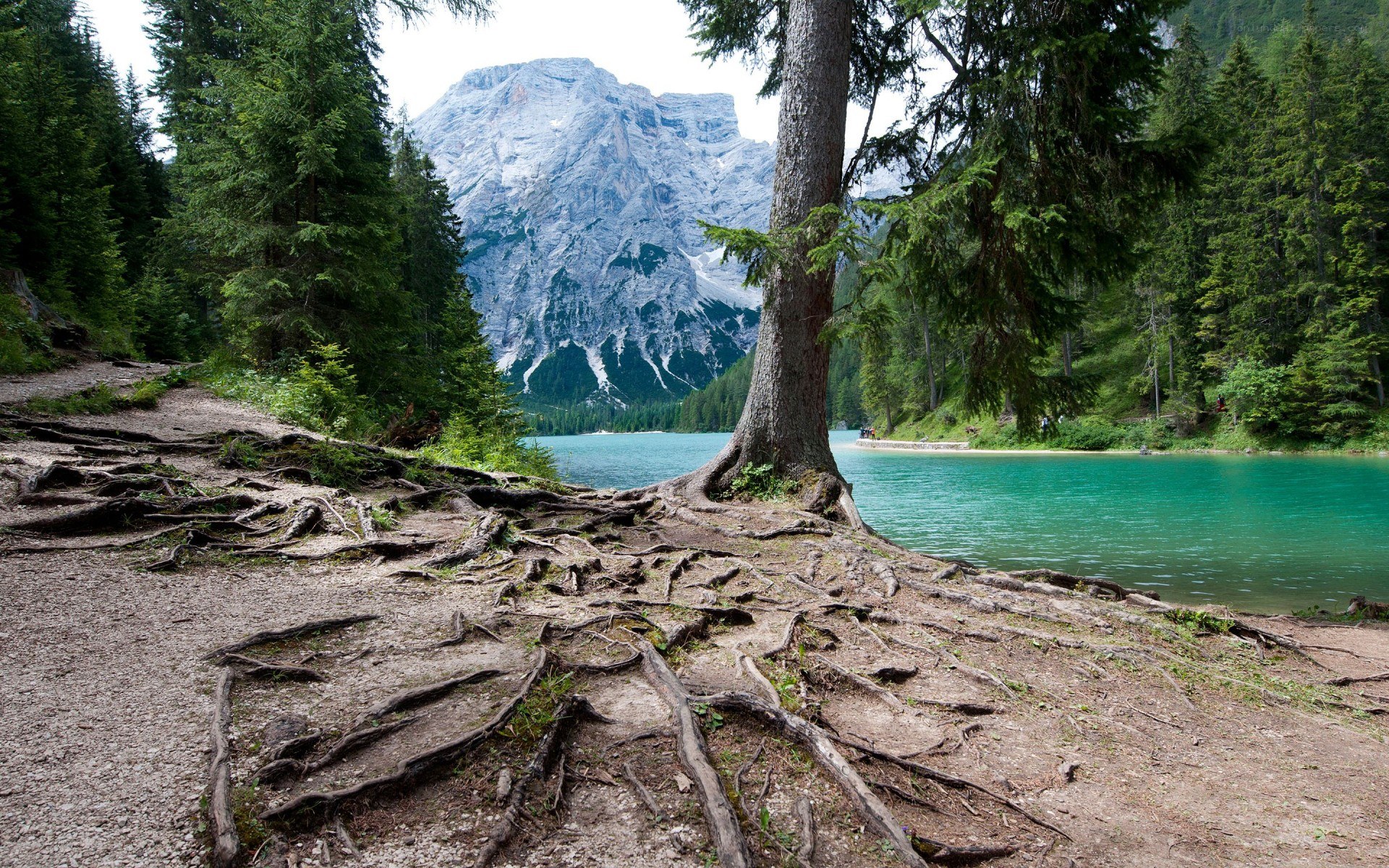 Roots by a turquoise lake
