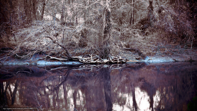 Roots by the river