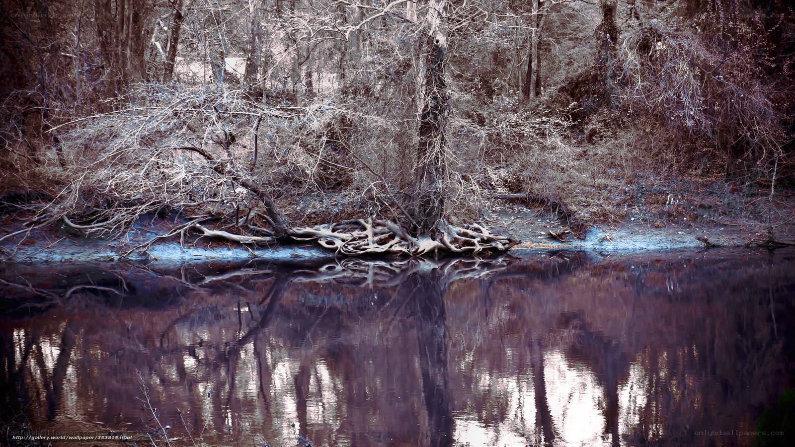 Roots by the river