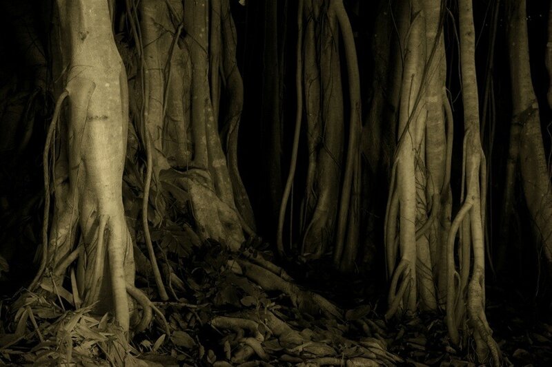 Roots of a Banyan Tree