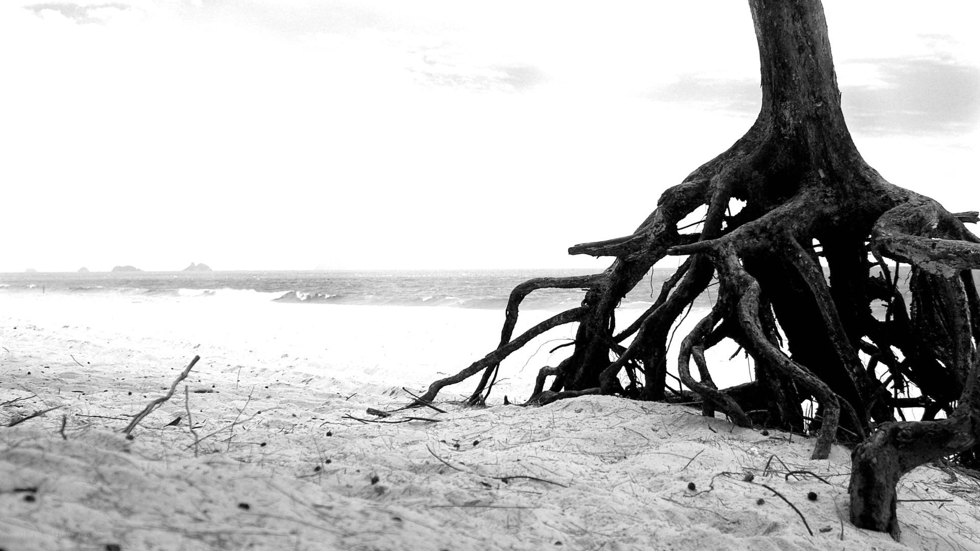 Roots on the beach