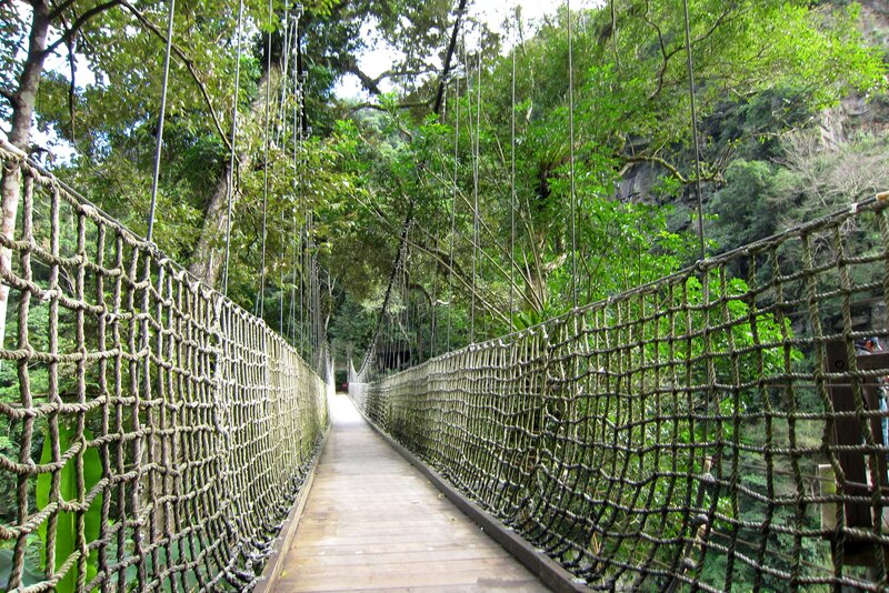 Rope Bridge in Forest