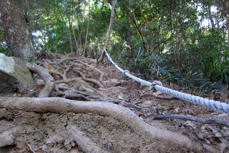 Rope on Forest Trail