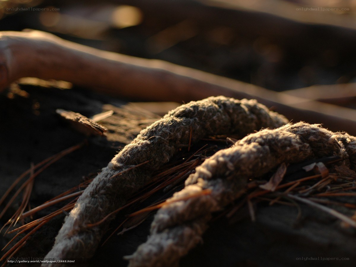 Rope on the beach