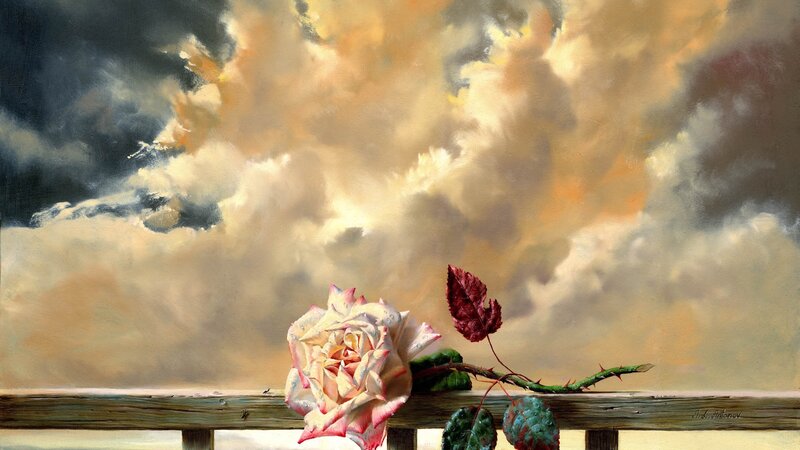 Rose against stormy sky