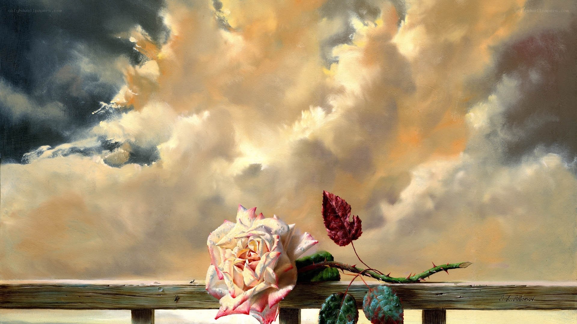 Rose against stormy sky