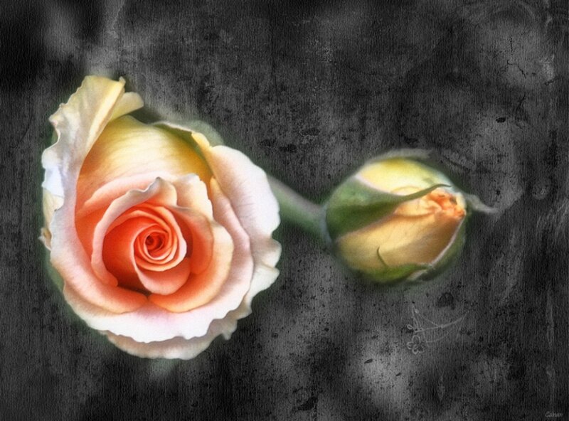 Rose and Bud