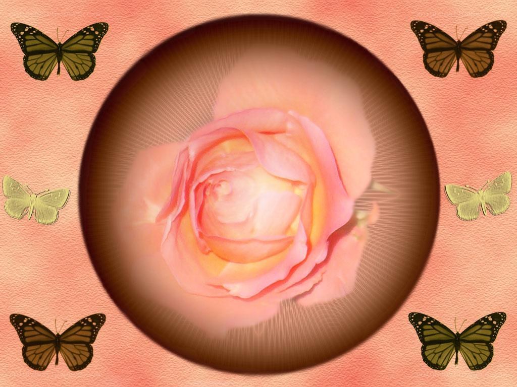 rose and butterflies